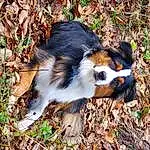 Dog, Dog breed, Carnivore, Whiskers, Companion dog, Grass, Fawn, Terrestrial Animal, Plant, Snout, Herding Dog, Canidae, Furry friends, Art, Toy Dog, Tail, Working Dog, Miniature Australian Shepherd, Soil