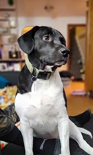 Name Labrador Retriever Dog Clyde