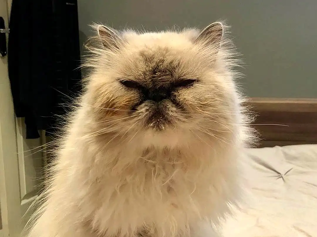 Cat, Felidae, Carnivore, Small To Medium-sized Cats, Whiskers, Fawn, Snout, Furry friends, Plant, Terrestrial Animal, Persian, British Longhair, Birman