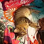 Cat, Comfort, Felidae, Textile, Carnivore, Small To Medium-sized Cats, Whiskers, Fawn, Linens, Hat, Furry friends, Domestic Short-haired Cat, Tail, Pattern, Room, Nap, Bed Sheet, Bedding