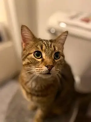 Name Cat Gimli