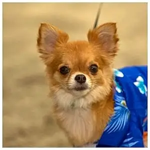 Name Chihuahua Dog Kip