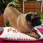 Pug, Dog, Plant, Dog breed, Carnivore, Fawn, Companion dog, Wrinkle, Snout, Comfort, Collar, Working Animal, Canidae, Grass, Pet Supply, Dog Supply, Rectangle, Fence, Dog Collar
