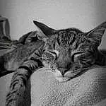 Eyes, Cat, Comfort, Carnivore, Grey, Style, Black-and-white, Felidae, Small To Medium-sized Cats, Window, Whiskers, Black & White, Monochrome, Snout, Domestic Short-haired Cat, Furry friends, Paw, Terrestrial Animal, Nap, Tree