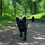 Plant, Dog, Tree, Dog breed, Working Animal, Carnivore, Fawn, Terrestrial Animal, Companion dog, Grass, Snout, Forest, Tail, Woodland, Trunk, Trail, Soil, Canidae, Walking, Bulldog