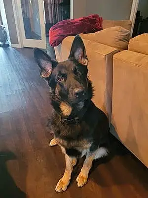 Name German Shepherd Dog Ares