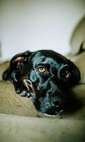 Name Labrador Retriever Dog Lana