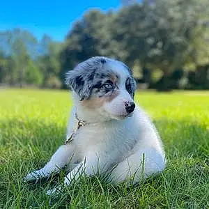 Name Australian Shepherd Dog Bleu
