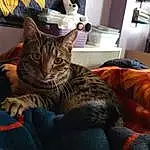 Cat, Orange, Ear, Textile, Felidae, Plant, Carnivore, Comfort, Whiskers, Small To Medium-sized Cats, Tree, Shelf, Domestic Short-haired Cat, Furry friends, Tail, Houseplant, Human Leg, Claw, Nap, Black cats
