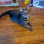 Cat, Felidae, Wood, Small To Medium-sized Cats, Carnivore, Whiskers, Hardwood, Tail, Laminate Flooring, Wood Stain, Domestic Short-haired Cat, Varnish, Wood Flooring, Plank, Furry friends, Plywood, Window, Claw