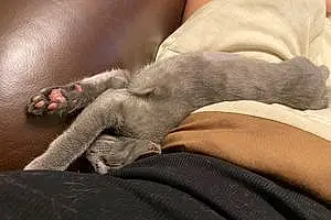 Name Russian Blue Cat Frosty