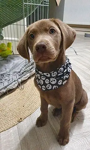 Name Labrador Retriever Dog Archer