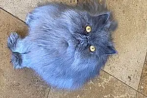 Persian Cat Hank