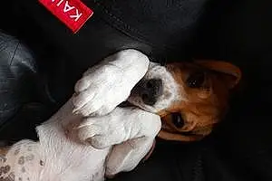 Name Beagle Dog Kylo
