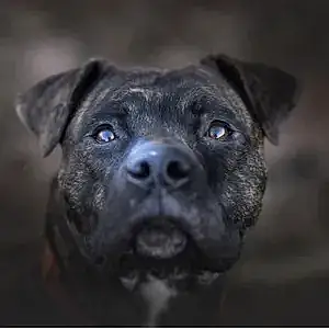 Staffordshire Bull Terrier Dog Kiera