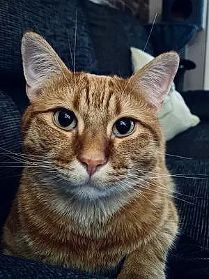 Tabby Cat Opie