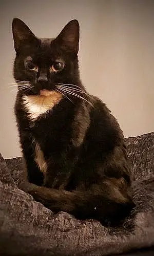 British Shorthair Cat Ivy
