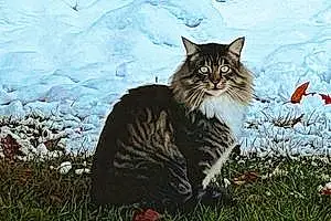 Norwegian Forest Cat Cat Chunkster