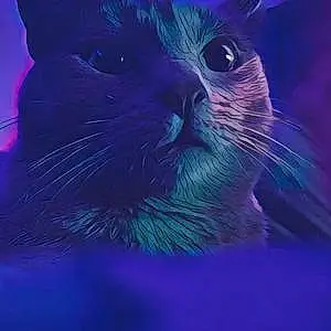 Russian Blue Cat Leela