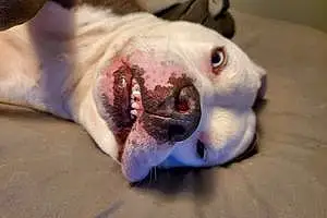 Name Pitt Bull Terrier Dog Hades
