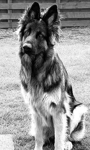 Name German Shepherd Dog Kiera