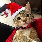 Cat, Felidae, Carnivore, Small To Medium-sized Cats, Fawn, Collar, Whiskers, Snout, Hat, Domestic Short-haired Cat, Furry friends, Event, Tail, Fashion Accessory, Tree, Costume Hat, Holiday, Leash, Fang, Christmas
