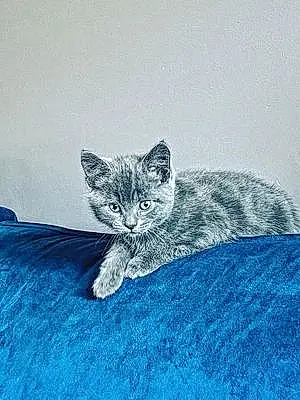 Name Bengal Cat Albie