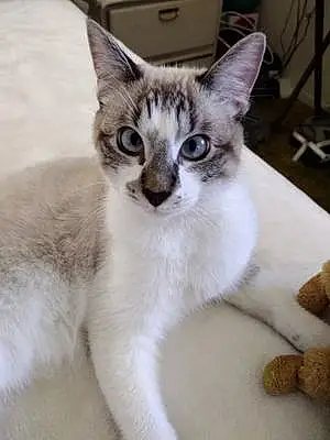 Name Siamese Cat Blueberry