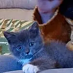 Cat, Felidae, Carnivore, Gesture, Small To Medium-sized Cats, Whiskers, Fawn, Snout, Tail, Electric Blue, Furry friends, Domestic Short-haired Cat, Paw, Chartreux, Box, Linens