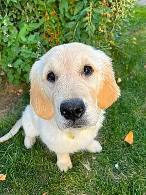 Name Golden Retriever Dog Rosie