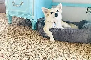 Name Chihuahua Dog Breeze