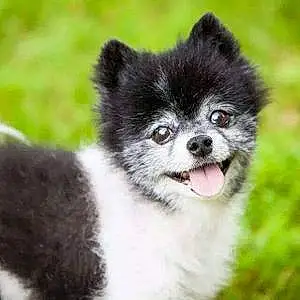 Name Pomeranian Dog Cubby