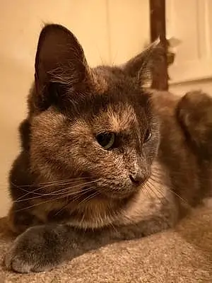 British Shorthair Cat Luna