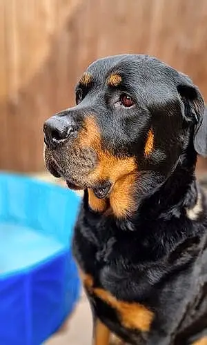 Rottweiler Dog Zeus