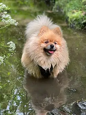 Name Pomeranian Dog Fang