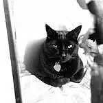 Cat, Carnivore, Felidae, Grey, Whiskers, Small To Medium-sized Cats, Black-and-white, Snout, Tints And Shades, Black & White, Black cats, Monochrome, Pet Supply, Bombay, Furry friends, Domestic Short-haired Cat, Rectangle, Tail, Terrestrial Animal