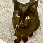 Cat, Felidae, Carnivore, Small To Medium-sized Cats, Grey, Whiskers, Snout, Tail, Bombay, Black cats, Domestic Short-haired Cat, Terrestrial Animal, Furry friends, Paw, Road Surface, Concrete
