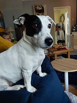 Jack Russell Dog Charlie