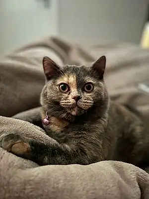 Name British Shorthair Cat Bluebell