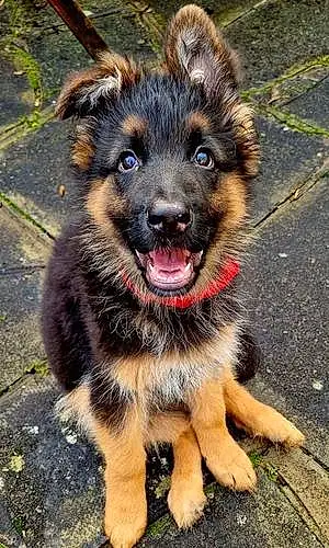 Name German Shepherd Dog Axl