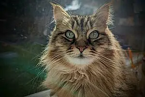 Name Siberian Cat Mia