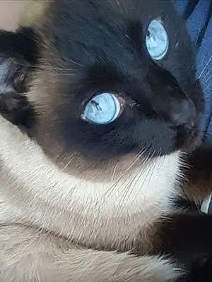 Siamese Cat Kitten