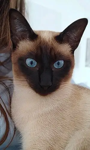 Siamese Cat Vanille