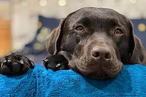 Labrador Retriever Dog Coco