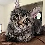 Cat, Felidae, Carnivore, Grey, Whiskers, Small To Medium-sized Cats, Snout, Domestic Short-haired Cat, Claw, Furry friends, Black cats, Paw, Comfort, Tail, Black & White
