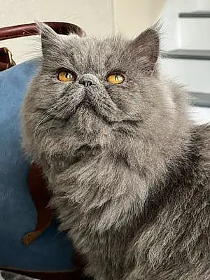Name Persian Cat Cloud