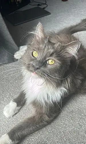 Name Maine Coon Cat Lemmy