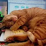 Computer, Cat, Personal Computer, Felidae, Comfort, Gesture, Carnivore, Small To Medium-sized Cats, Whiskers, Output Device, Electronic Device, Lap, Display Device, Furry friends, Computer Keyboard, Plant, Tail, Domestic Short-haired Cat, Laptop, Wrinkle