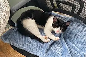 Name British Shorthair Cat Hopper