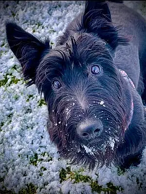 Name Scottish Terrier Dog Finlay